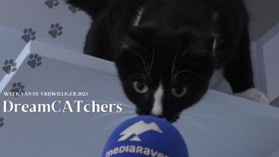 Ontmoet de schattige katjes en vrijwilligers van DreamCATchers!