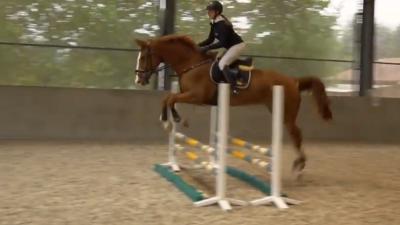 Open Bedrijvendag 2019: Stal Van Laer