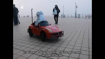Zeehondjes spotten in Oostende